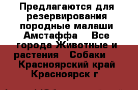 Предлагаются для резервирования породные малаши Амстаффа  - Все города Животные и растения » Собаки   . Красноярский край,Красноярск г.